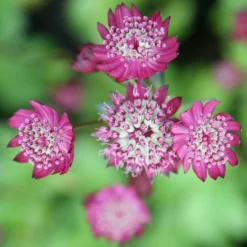 Astrantia Major 'Rubra'