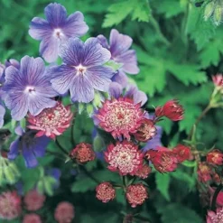 Deals Green4Ever Store -Deals Green4Ever Store pl2000010595 card2 lg