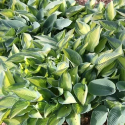 Hosta (Tardiana Group) 'June' -Deals Green4Ever Store pl2000010755 card2 lg