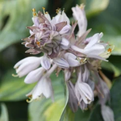 Hosta (Tardiana Group) 'June' -Deals Green4Ever Store pl2000010755 card3 lg