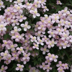 Clematis Montana Var. Montana -Deals Green4Ever Store pl2000011042 card3 lg scaled