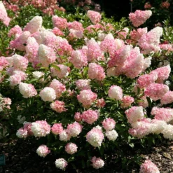 Hydrangea Paniculata Vanille Fraise ('Renhy') (PBR) -Deals Green4Ever Store pl2000011165 card2 lg