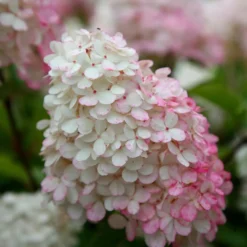 Hydrangea Paniculata Vanille Fraise ('Renhy') (PBR) -Deals Green4Ever Store pl2000011165 card4 lg