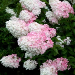 Hydrangea Paniculata Vanille Fraise ('Renhy') (PBR) -Deals Green4Ever Store pl2000011165 card5 lg
