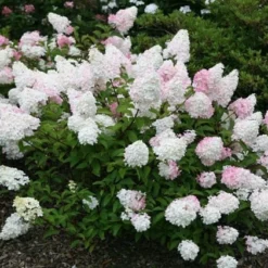 Hydrangea Paniculata Vanille Fraise ('Renhy') (PBR) -Deals Green4Ever Store pl2000011165 card6 lg