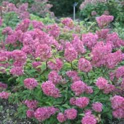 Hydrangea Paniculata Vanille Fraise ('Renhy') (PBR) -Deals Green4Ever Store pl2000011165 card7 lg