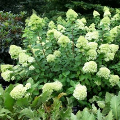 Hydrangea Paniculata 'Limelight' (PBR) -Deals Green4Ever Store pl2000011169 card2 lg