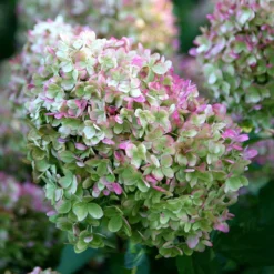 Hydrangea Paniculata 'Limelight' (PBR) -Deals Green4Ever Store pl2000011169 card5 lg