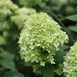 Hydrangea Paniculata 'Limelight' (PBR) -Deals Green4Ever Store pl2000011169 card6 lg
