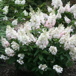 Hydrangea Paniculata Pinky-Winky ('Dvppinky') (PBR) -Deals Green4Ever Store pl2000011174 card2 lg