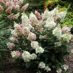 Hydrangea Paniculata Pinky-Winky ('Dvppinky') (PBR) -Deals Green4Ever Store pl2000011174 card4 lg