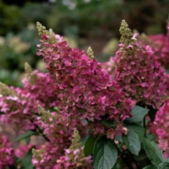 Hydrangea Paniculata Pinky-Winky ('Dvppinky') (PBR) -Deals Green4Ever Store pl2000011174 card5 lg
