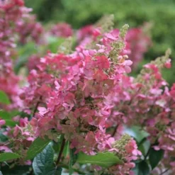 Hydrangea Paniculata Pinky-Winky ('Dvppinky') (PBR) -Deals Green4Ever Store pl2000011174 card6 lg