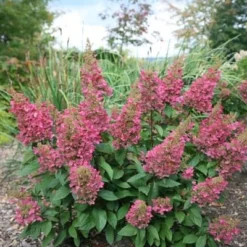 Hydrangea Paniculata Pinky-Winky ('Dvppinky') (PBR) -Deals Green4Ever Store pl2000011174 card7 lg