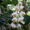 Deutzia Pulchra