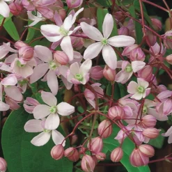 Clematis 'Hendersonii Rubra' -Deals Green4Ever Store pl2000011598 card2 lg