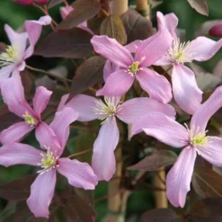 Clematis 'Warwickshire Rose' -Deals Green4Ever Store pl2000011615 card2 lg