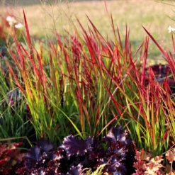 Imperata Cylindrica 'Rubra' -Deals Green4Ever Store pl2000011922 card3 lg