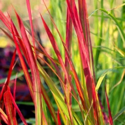 Imperata Cylindrica 'Rubra' -Deals Green4Ever Store pl2000011922 card4 lg