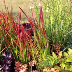 Imperata Cylindrica 'Rubra' -Deals Green4Ever Store pl2000011922 card5 lg