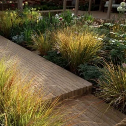 Anemanthele Lessoniana -Deals Green4Ever Store pl2000011924 card3 lg