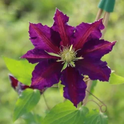 Clematis 'The Vagabond' -Deals Green4Ever Store pl2000012359 card2 lg