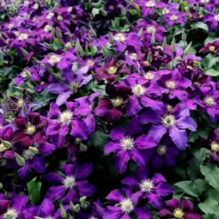 Clematis 'The Vagabond' -Deals Green4Ever Store pl2000012359 card3 lg
