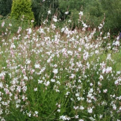 Oenothera Lindheimeri 'Whirling Butterflies'