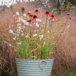 Oenothera Lindheimeri 'Whirling Butterflies' -Deals Green4Ever Store pl2000012365 card3 lg