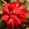 Euphorbia Griffithii 'Fireglow'