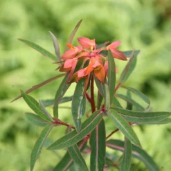 Euphorbia Griffithii 'Fireglow' -Deals Green4Ever Store pl2000012387 card3 lg