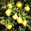 Quince 'Vranja'