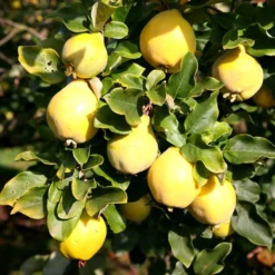 Quince 'Vranja'