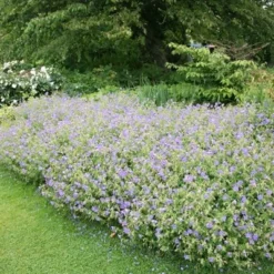 Geranium × Johnsonii 'Johnson's Blue' -Deals Green4Ever Store pl2000012646 card2 lg