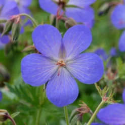 Geranium × Johnsonii 'Johnson's Blue' -Deals Green4Ever Store pl2000012646 card3 lg