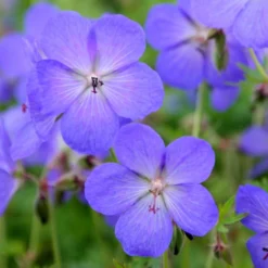 Geranium × Johnsonii 'Johnson's Blue' -Deals Green4Ever Store pl2000012646 card5 lg