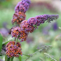 Buddleja × Weyeriana 'Bicolor'