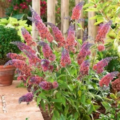 Buddleja × Weyeriana 'Bicolor' -Deals Green4Ever Store pl2000012669 card3 lg