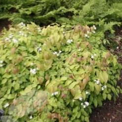 Epimedium × Youngianum 'Niveum' -Deals Green4Ever Store pl2000012677 card3 lg