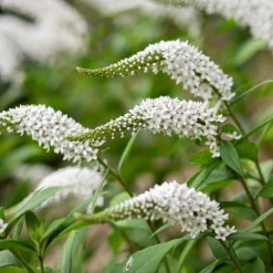 Lysimachia Clethroides -Deals Green4Ever Store pl2000012743 card3 lg