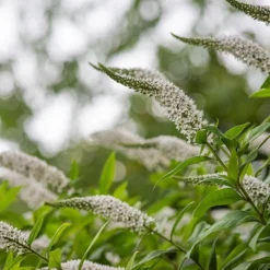 Lysimachia Clethroides -Deals Green4Ever Store pl2000012743 card5 lg