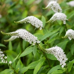 Lysimachia Clethroides -Deals Green4Ever Store pl2000012743 card7 lg