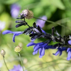 Salvia Guaranitica 'Black And Blue' -Deals Green4Ever Store pl2000012792 card2 lg