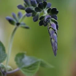 Salvia Guaranitica 'Black And Blue' -Deals Green4Ever Store pl2000012792 card3 lg