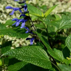 Salvia Guaranitica 'Black And Blue' -Deals Green4Ever Store pl2000012792 card4 lg