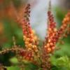 Mahonia Nitens 'Cabaret' (PBR)