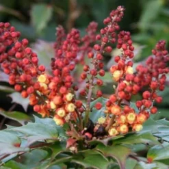 Mahonia Nitens 'Cabaret' (PBR) -Deals Green4Ever Store pl2000012848 card2 lg