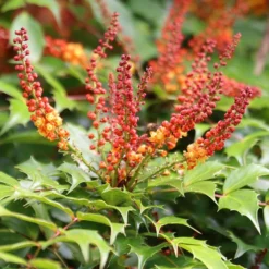 Mahonia Nitens 'Cabaret' (PBR) -Deals Green4Ever Store pl2000012848 card4 lg
