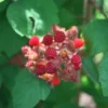 Japanese Wineberry