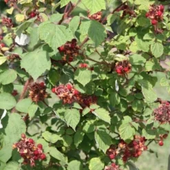 Japanese Wineberry -Deals Green4Ever Store pl2000012851 card2 lg